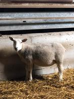 Drachtige ooi, Dieren en Toebehoren, Vrouwelijk, Schaap, 0 tot 2 jaar