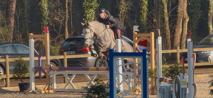 Veelzijdige merrie, een echte allrounder, Animaux & Accessoires, Chevaux, Jument, M, 160 à 165 cm, 7 à 10 ans, Avec pedigree, Avec puce électronique