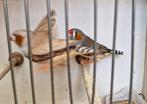 Zebravinken, Animaux & Accessoires, Oiseaux | Oiseaux Autre