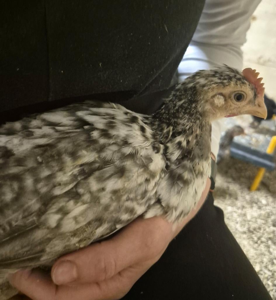 Kleurleggers  & Hanen 🌈 8 voor €20 🐣, Animaux & Accessoires, Volatiles