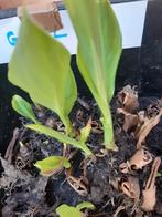 canna geel bloem, Ophalen