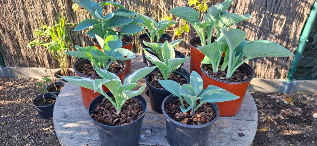 Hosta's, vaste plant, 2 potten/5€, Tuin en Terras, Ophalen