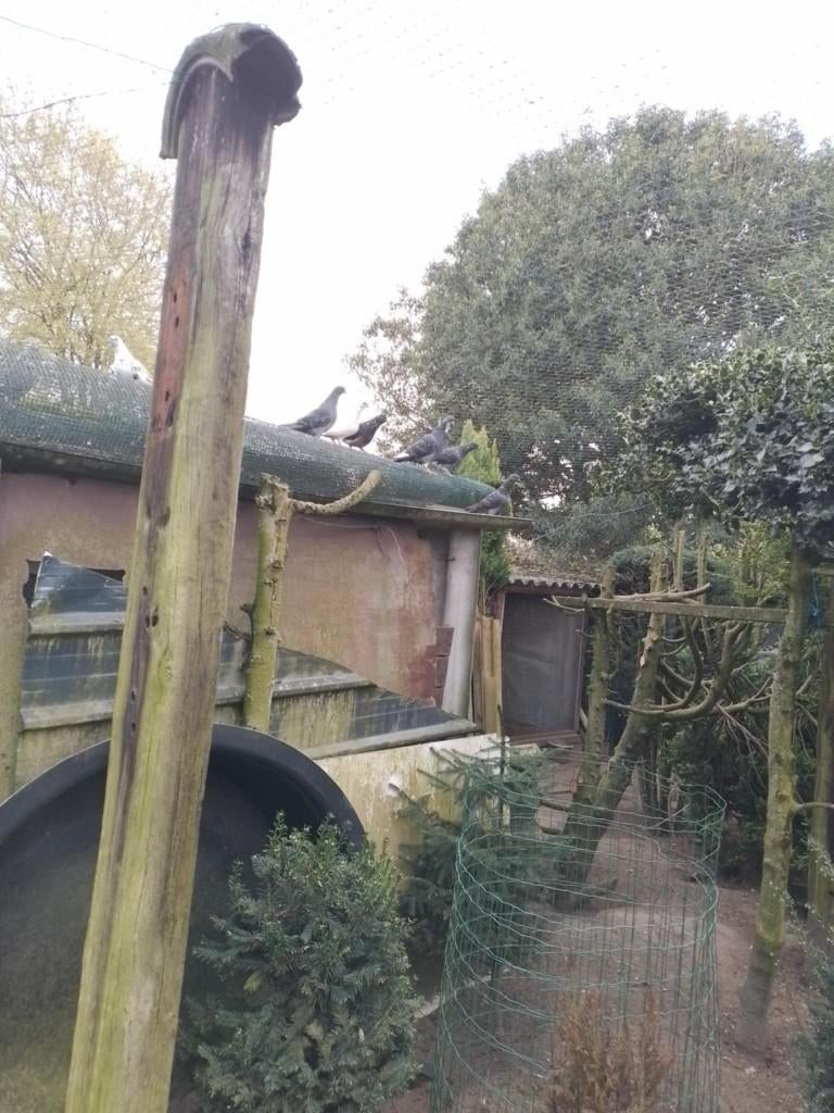 duiven, Dieren en Toebehoren, Meerdere dieren