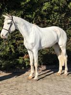 Droompaard te koop, Dieren en Toebehoren, Merrie, Springpaard, Met stamboom, M