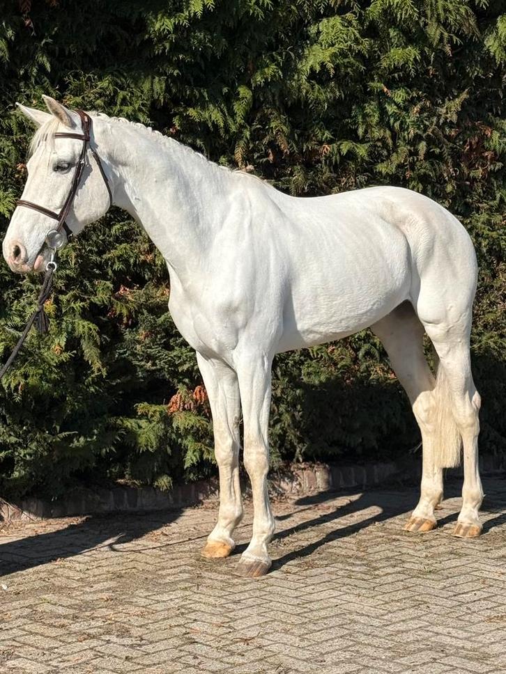 Droompaard te koop, Animaux & Accessoires, Chevaux, Jument, M, 165 à 170 cm, 11 ans ou plus, Cheval de saut, Avec pedigree, Avec puce électronique