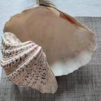 Coquillage bénitier Ile de Ré, Enlèvement ou Envoi