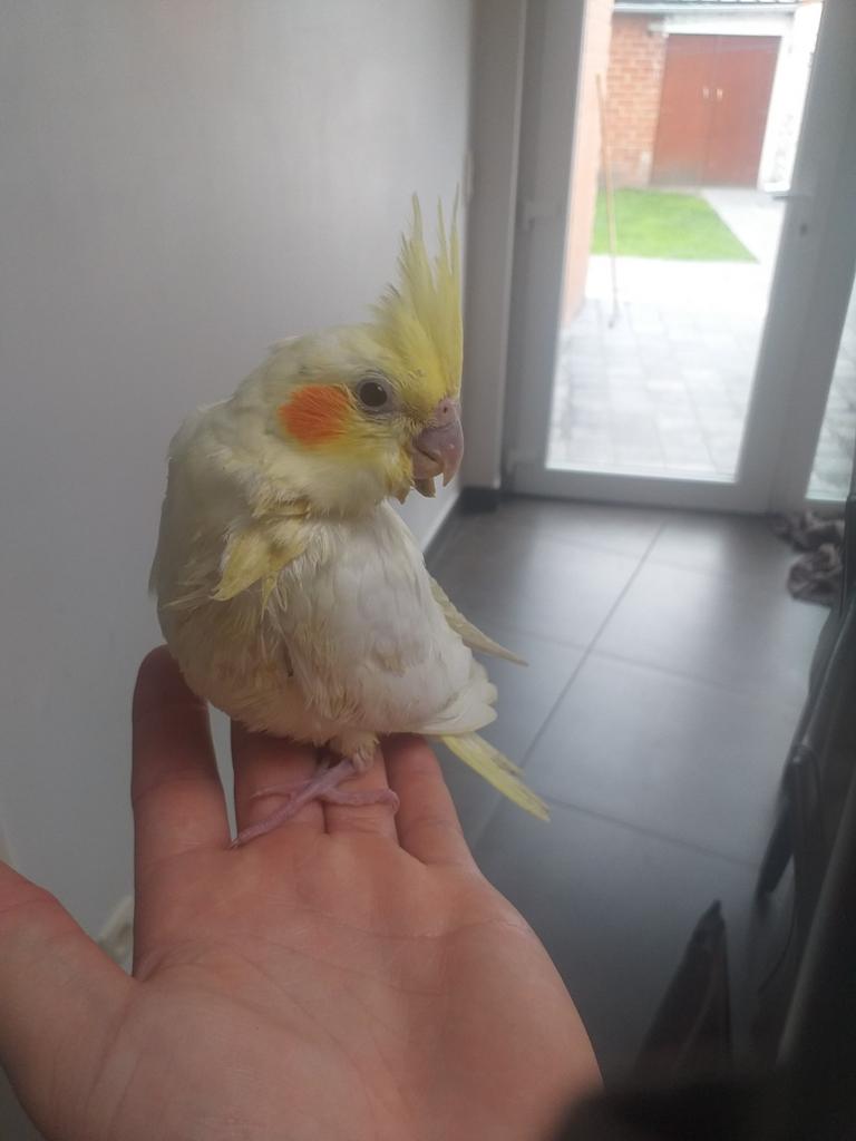 Jonge lutino valkparkiet