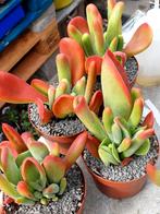 Kalanchoe luciae oricula, Huis en Inrichting, Kamerplanten, Ophalen of Verzenden, Volle zon