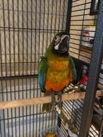 Shammygold Ara, Dieren en Toebehoren, Vogels | Parkieten en Papegaaien, Vrouwelijk, Papegaai, Geringd