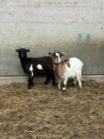 4 prachtige vrouwelijke geitjes ( miekes ), Dieren en Toebehoren, Vrouwelijk, Geit