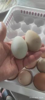 Des oeufs fécondés araucana et autre