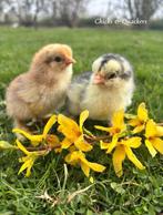 Brahma kuikens - Raszuiver! 🐥, Kip