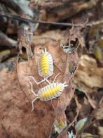 Isopods - Porcelio bolivari Yellow ghost, Autres espèces