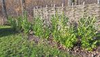 laurierhaag 50m, Tuin en Terras, Planten | Struiken en Hagen, Ophalen, Laurier, Haag, 100 tot 250 cm