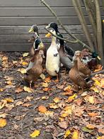 Loopeenden, Dieren en Toebehoren