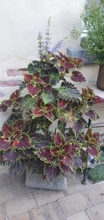 Coleus met stenen pot tot aan de bloem 1 m hoog, Tuin en Terras, Ophalen