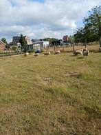 Lammeren te koop, Dieren en Toebehoren, Schapen, Geiten en Varkens
