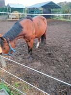 Pony   merie, Dieren en Toebehoren, Pony's