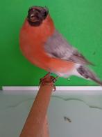 Goudvinken, Dieren en Toebehoren, Vogels | Overige Vogels