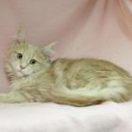 Maine Coon - kittens te koop, Dieren en Toebehoren, Katten en Kittens | Raskatten | Langhaar, Meerdere dieren, Gechipt, 0 tot 2 jaar