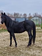 Arabische Paarden, Dieren en Toebehoren, Paarden en Pony's | Beschermers, Ophalen of Verzenden