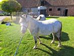 welsh pony's, Dieren en Toebehoren, Merrie, Gechipt, Zadelmak, 7 tot 10 jaar