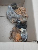 Laatste  cochin  kriel  kuikens