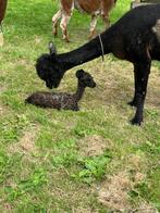 Rustige alpacamerrie Nore met cria Fleur, Meerdere dieren, 3 tot 5 jaar