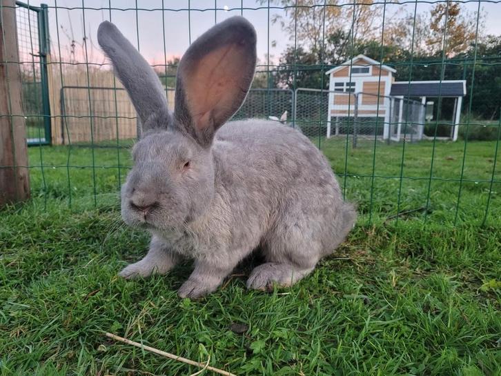 Duitse reus X Vlaamse reus, Dieren en Toebehoren, Konijnen