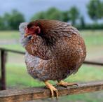Wyandotte krielkippen jonge hennen beschikbaar