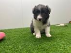 Nestje Border Collie pups, Dieren en Toebehoren, Honden | Herdershonden en Veedrijvers, Parvo, België, 8 tot 15 weken, Collie