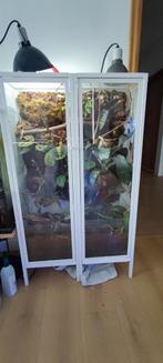 Terrarium, Dieren en Toebehoren, Ophalen