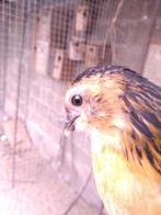Barbus d'Anvers raszuiver, Dieren en Toebehoren, Vogels | Overige Vogels, Meerdere dieren, Tropenvogel, Geringd