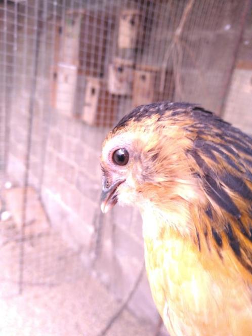Barbus d'Anvers raszuiver, Dieren en Toebehoren, Vogels | Overige Vogels, Tropenvogel, Meerdere dieren, Tam, Geringd