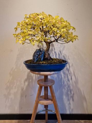 𝗣𝗿𝗮𝗰𝗵𝘁𝗶𝗴𝗲 gezonde Acer buergerianum - 23 jaar  beschikbaar voor biedingen