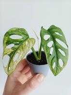 Monstera Adansonii Archipelago, Autres espèces, En pot, Enlèvement ou Envoi, Moins de 100 cm