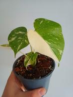 Monstera Crème Brûlée, Autres espèces, En pot, Enlèvement ou Envoi, Moins de 100 cm