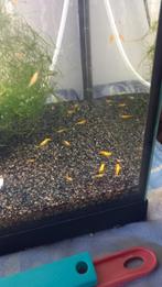 Geel Garnalen 1 euro stuks, Dieren en Toebehoren, Vissen | Aquariumvissen