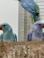 Jonge halsbandparkieten / halsband parkiet om tam te maken, Dieren en Toebehoren, Vogels | Parkieten en Papegaaien, Mannelijk
