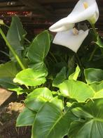 Aronskelk, Tuin en Terras, Planten | Tuinplanten, Ophalen