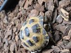 Russische vierteen landschildpadden, Dieren en Toebehoren, Amfibie