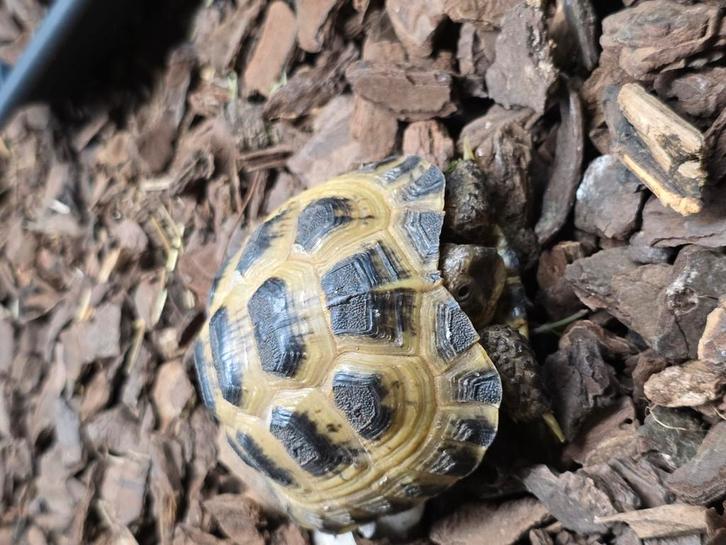 Russische vierteen landschildpadden, Dieren en Toebehoren, Reptielen en Amfibieën, Amfibie