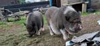 Hangbuik varkens, Dieren en Toebehoren, Varken, 0 tot 2 jaar