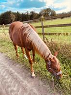 Quarter jaarling, Animaux & Accessoires, Chevaux, Moins de 160 cm, Cheval western, Vermifugé, 0 à 2 ans