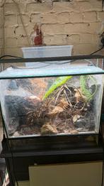 2 Terrarium, Amphibien