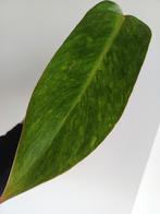Philodendron Painted Lady, Autres espèces, En pot, Enlèvement ou Envoi, Moins de 100 cm