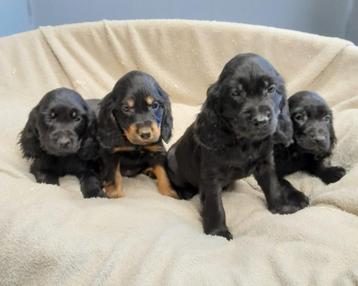 engelse cocker pups beschikbaar voor biedingen