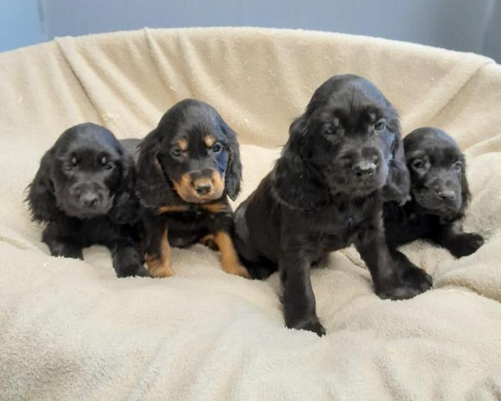 engelse cocker pups, Dieren en Toebehoren, Honden | Retrievers, Spaniëls en Waterhonden, Meerdere dieren, Spaniël, Fokker | Professioneel
