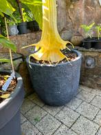 Brugmansia dubbele gele bloemen jonge stekken, Ophalen