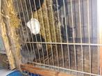A vendre lapins géant des Flandres, Dieren en Toebehoren, Knaagdieren en Konijnen | Toebehoren, Ophalen
